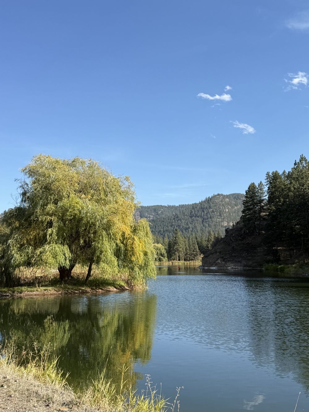 Willow tree and lake at Riverview Ranch, Montana
